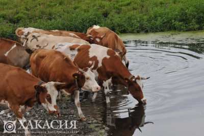 Коровы, козы и овцы в Черногорске получат защиту от узелкового дерматита