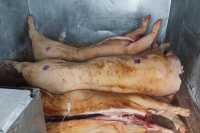 В Абакане обнаружены подозрительные туши свиней из Новосибирска