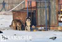 10 млн рублей выделено из бюджета Хакасии на решение проблемы бездомных животных