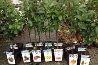 Хакасским садоводам на заметку: выбираем саженцы плодовых культур