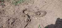Каких змей можно встретить в Хакасии и как от них спастись