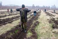 В Хакасии высадили около 50 тысяч сеянцев сосны