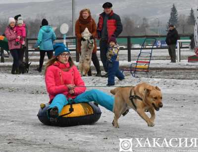 Бегущие собаки вызвали восторг у посетителей ипподрома в Абакане