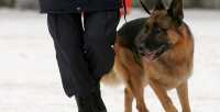 В Черногорске служебная собака вывела  на грабителей