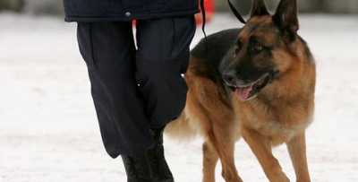 В Черногорске служебная собака вывела  на грабителей