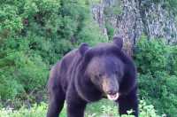 Медведь достал карту памяти из фотоловушки в нацпарке Приморья