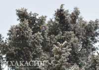 Снег и ветер обещают в Хакасии