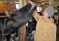 Оператором машинного доения Александра Конькова работает больше десяти лет. За это время она сумела приручить не одну сотню коров. Только сейчас у неё на попечении больше 60 бурёнок и четверо новорождённых телят. 
