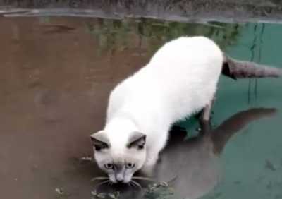 Кот в шоке от погоды в Хакасии