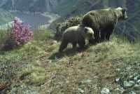 Танец медвежонка среди цветущего рододендрона сняли на видео по соседству с Хакасией