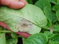 Пятна на листьях — первичные признаки заражения картофеля фитофторозом. 