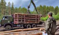 Тысячи граждан приобрели лес в Хакасии для собственных нужд