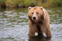 В Хакасской тайге проснулись медведи