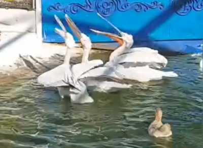 Пеликаны с шумом отобедали в Абакане