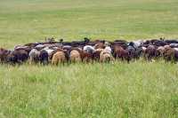 Поголовье овец в Хакасии растёт благодаря поддержке правительства. 