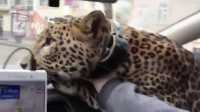 В Сети появилось видео поездки леопарда в такси в Екатеринбурге