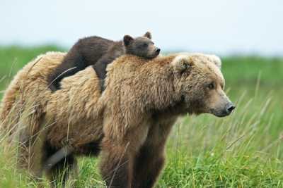 Отважный медвежонок на прогулке с мамой стал героем Интернета