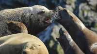 Более 50 агрессивных тюленей напали на мужчину на пляже в Шотландии