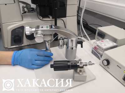 Лабораторно подтверждено 42 новых случая COVID-19 в Хакасии