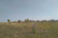 Сельскохозяйственные земли в Усть-Абаканском районе зарастают вязами