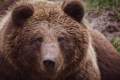 Полицейский застрелил медведя, подкрадывающегося к Белоярской школе