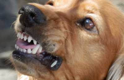 Бродячая собака в Черногорске повредила лицо ребенку