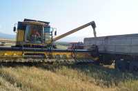 В Хакасии убрали пшеницу на 99%