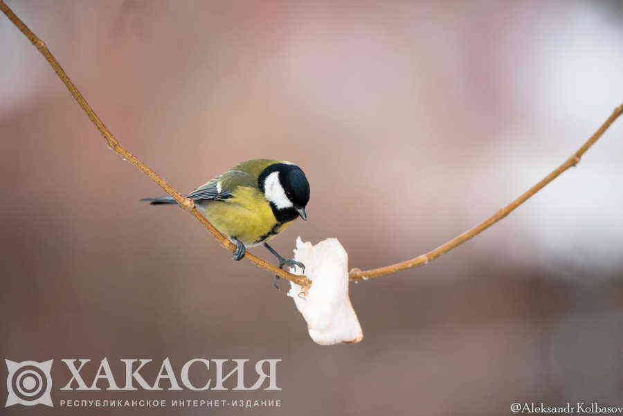 Фото галереи