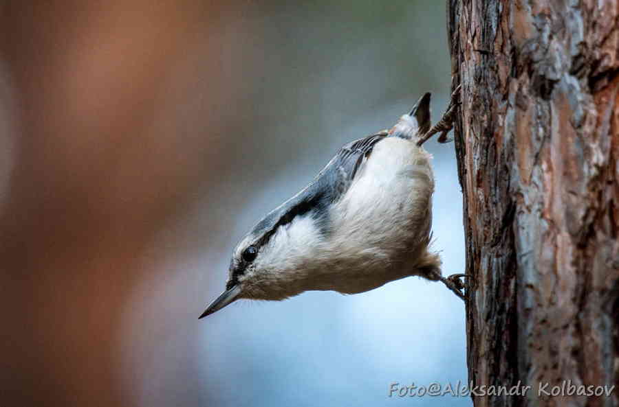 Фото галереи