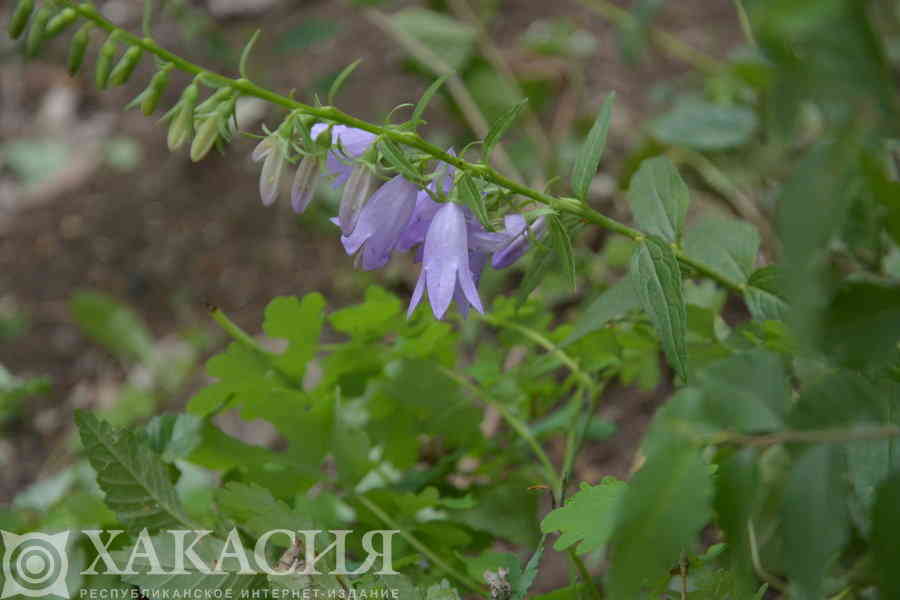 Фото галереи