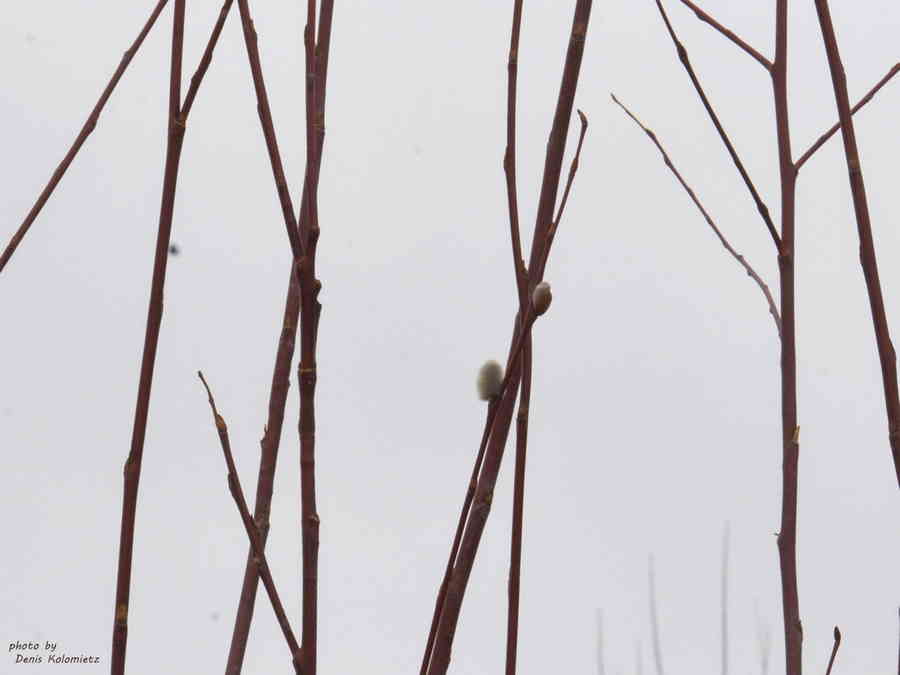 Фото галереи