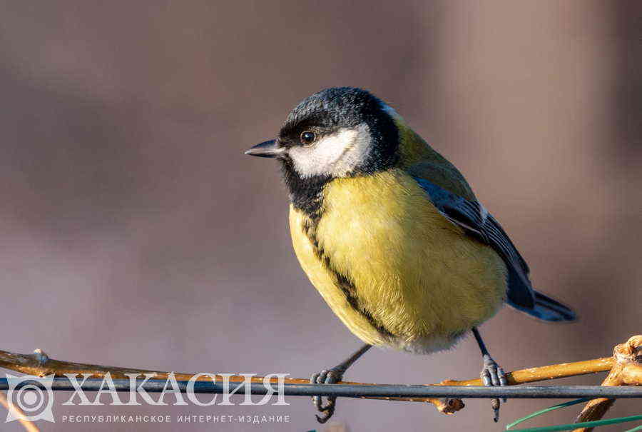 Фото галереи
